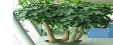 發(fā)財樹